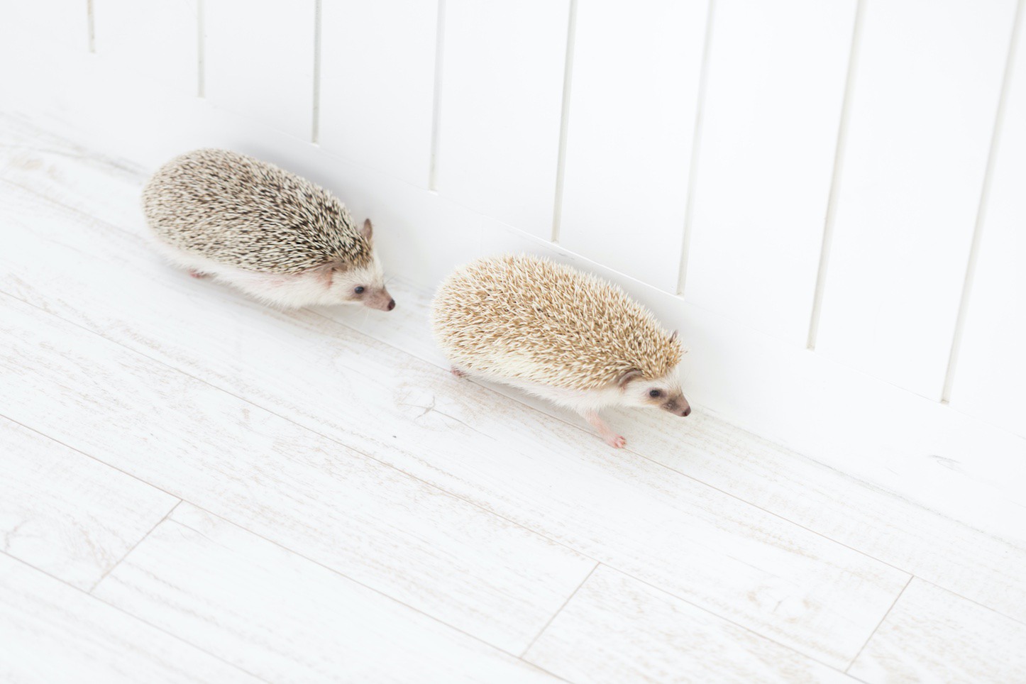 Hedgehog-Pakutaso-Photos-01