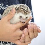 Hedgehog-Pakutaso-Photos-13