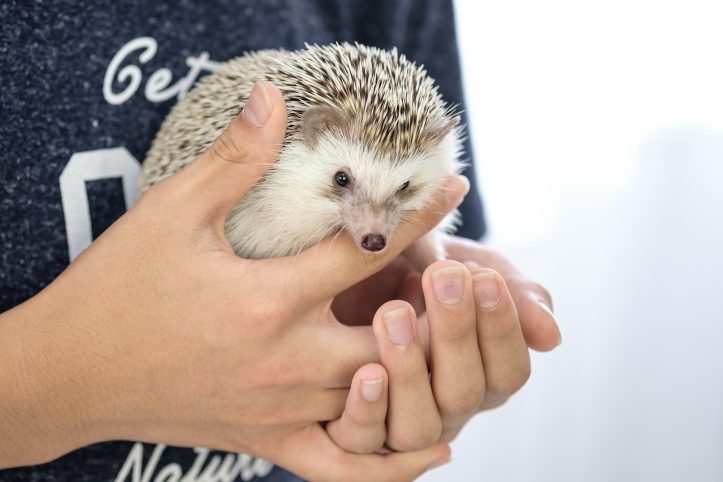 Hedgehog-Pakutaso-Photos-13