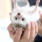 Hedgehog-Pakutaso-Photos-15