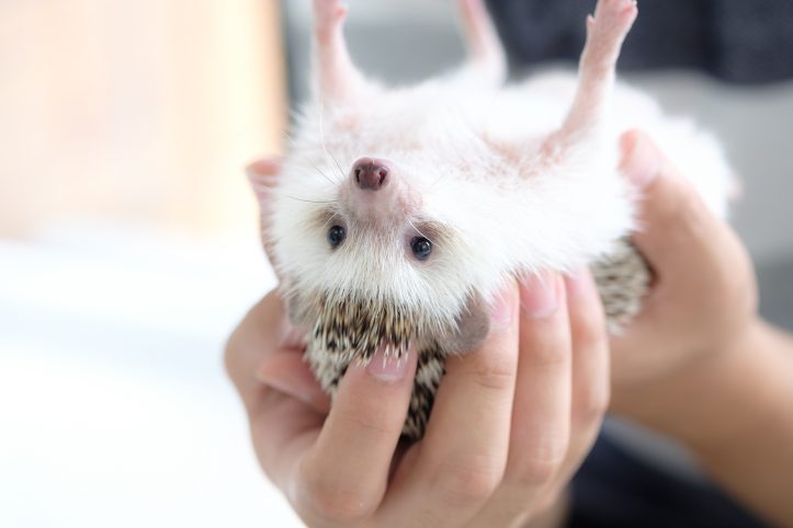 Hedgehog-Pakutaso-Photos-15