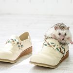 Hedgehog-Pakutaso-Photos-16.jpg