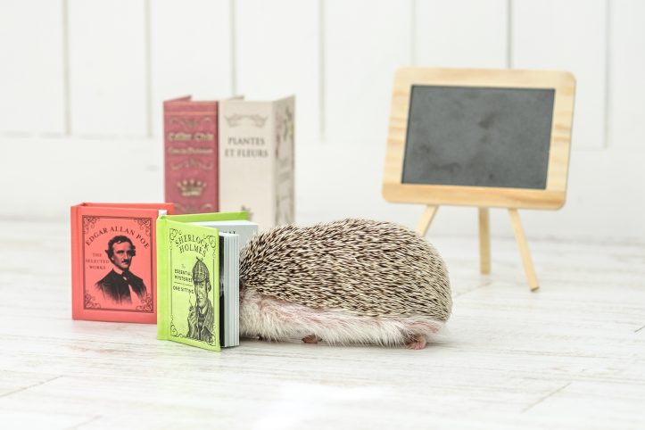 Hedgehog-Pakutaso-Photos-20