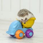 Hedgehog-Pakutaso-Photos-22
