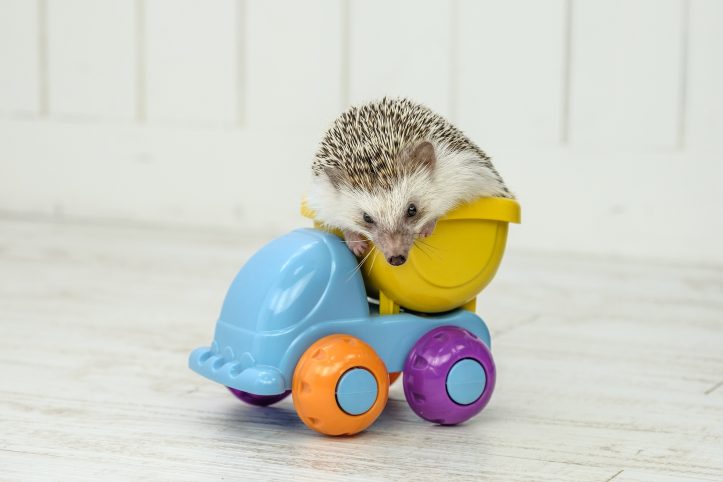 Hedgehog-Pakutaso-Photos-22