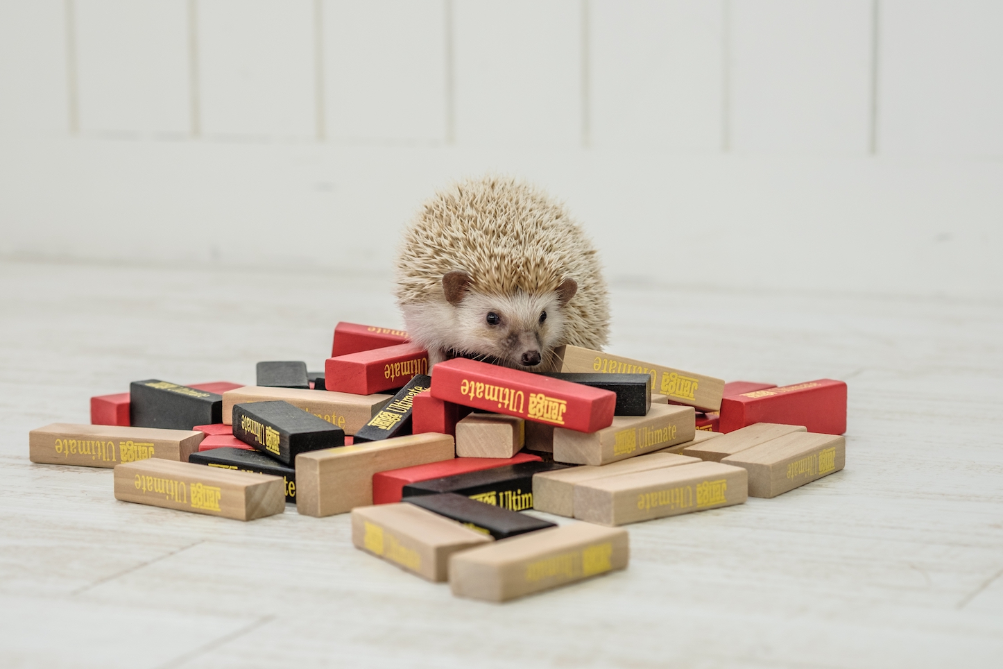 Hedgehog-Pakutaso-Photos-24.jpg