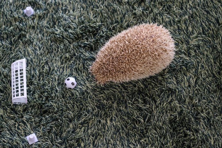 Hedgehog-Pakutaso-Photos-26.jpg
