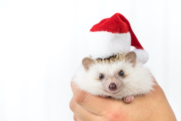 Hedgehog-Pakutaso-Photos-44