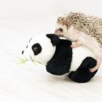 Hedgehog-Pakutaso-Photos-46.jpg