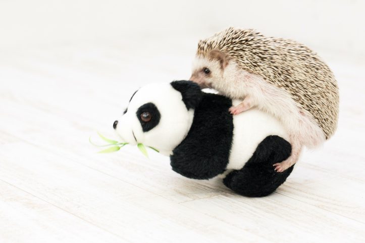 Hedgehog-Pakutaso-Photos-46.jpg