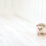 Hedgehog-Pakutaso-Photos-49