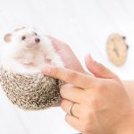 Hedgehog-Pakutaso-Photos-53