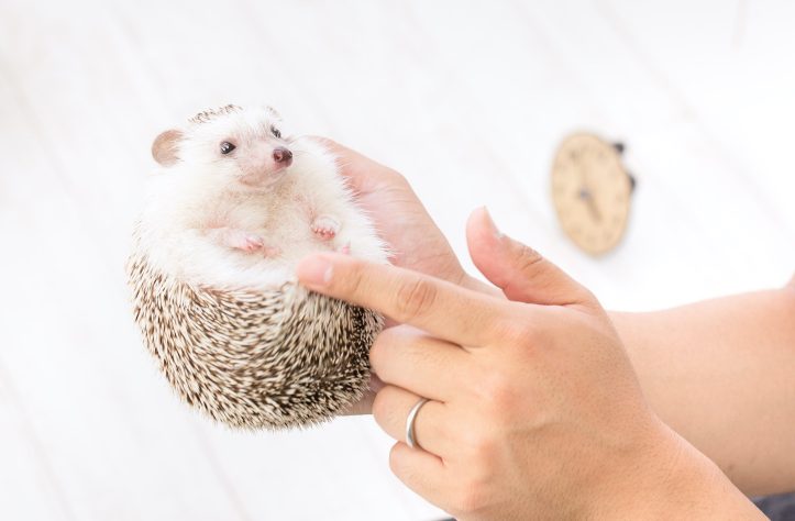 Hedgehog-Pakutaso-Photos-53