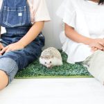 Hedgehog-Pakutaso-Photos-54
