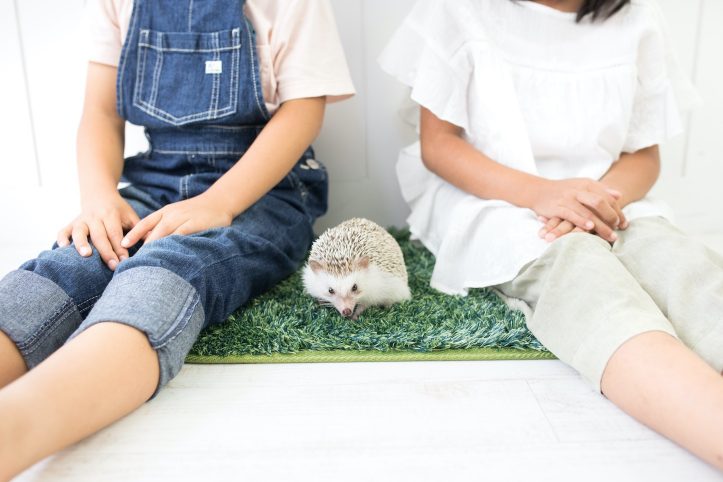 Hedgehog-Pakutaso-Photos-54