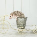 Hedgehog-Pakutaso-Photos-58.jpg
