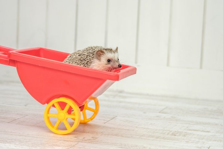 Hedgehog-Pakutaso-Photos-62