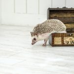 Hedgehog-Pakutaso-Photos-67.jpg