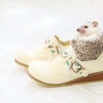 Hedgehog-Pakutaso-Photos-69.jpg