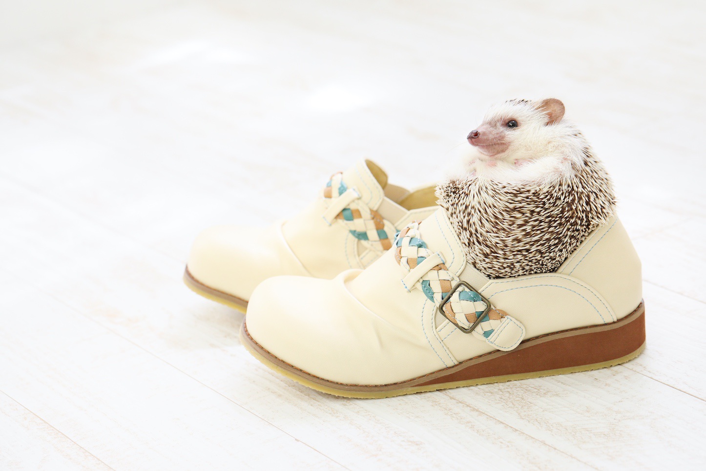 Hedgehog-Pakutaso-Photos-69.jpg