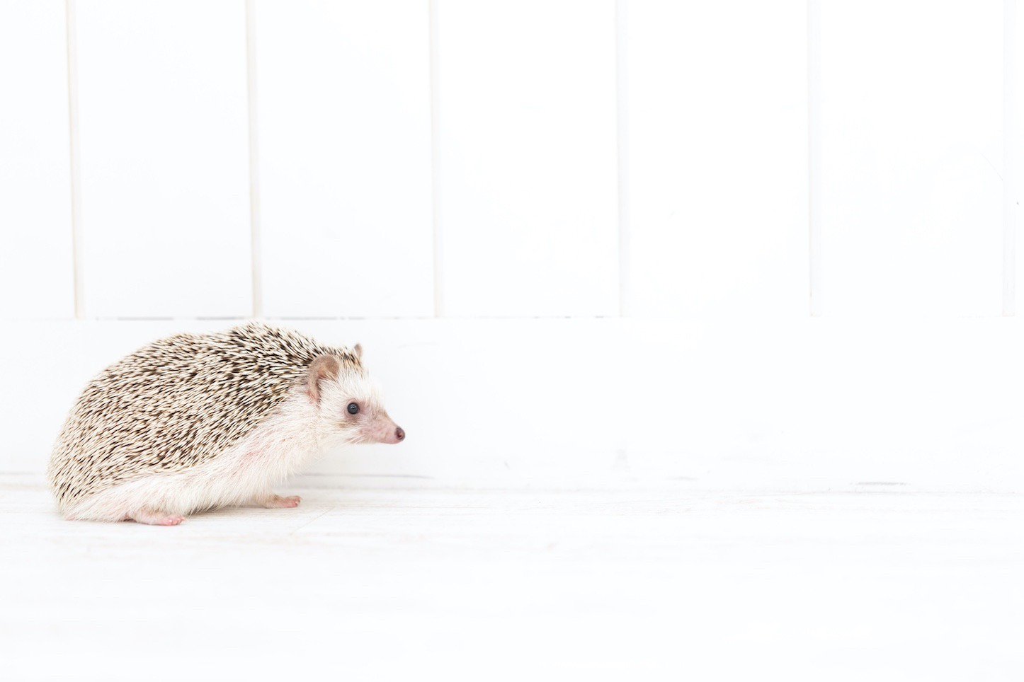 Hedgehog-Pakutaso-Photos-72