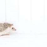 Hedgehog-Pakutaso-Photos-72.jpg