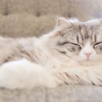 HIR93_sofa-deneteiruneko_TP_V-sleeping-cat.jpg