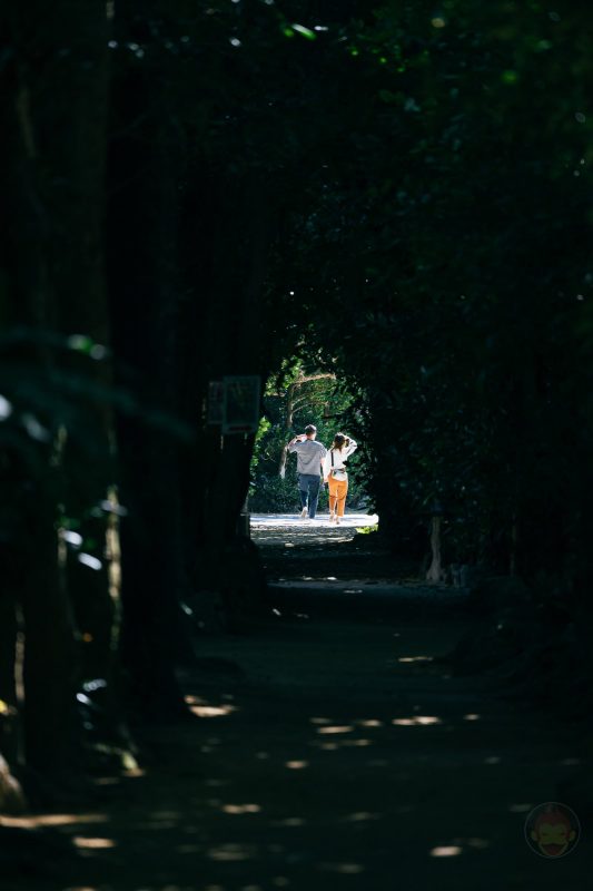 Okinawa-Fukugi-Namiki-05.jpg