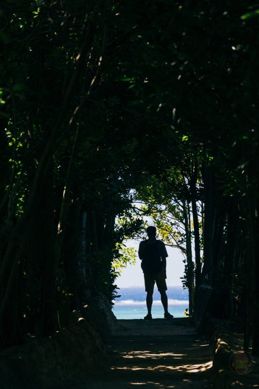 Okinawa-Fukugi-Namiki-09.jpg