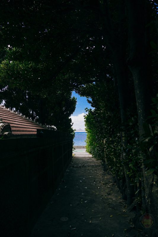 Okinawa-Fukugi-Namiki-15.jpg