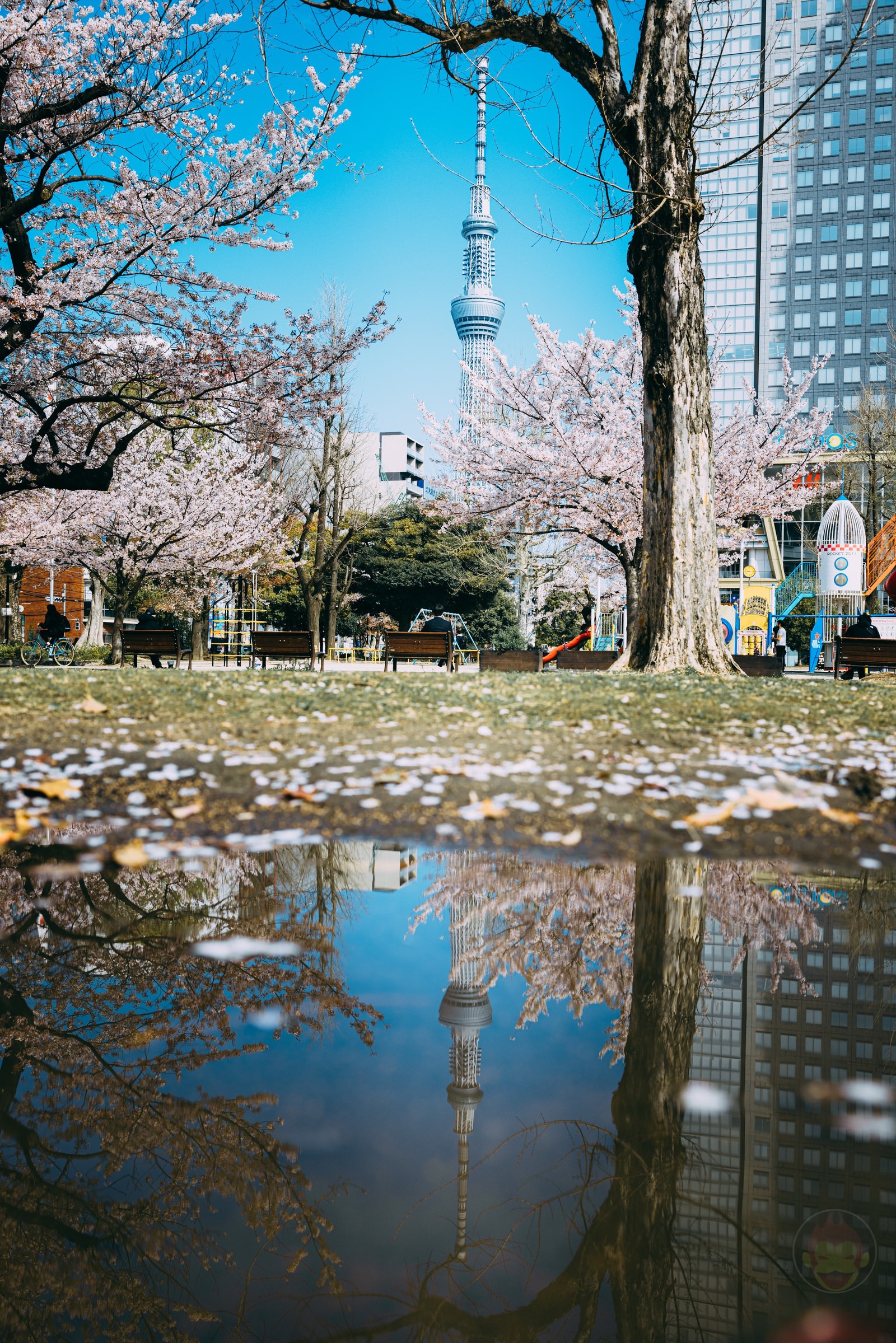 Sky Tree And Sakura Spring 2022 04