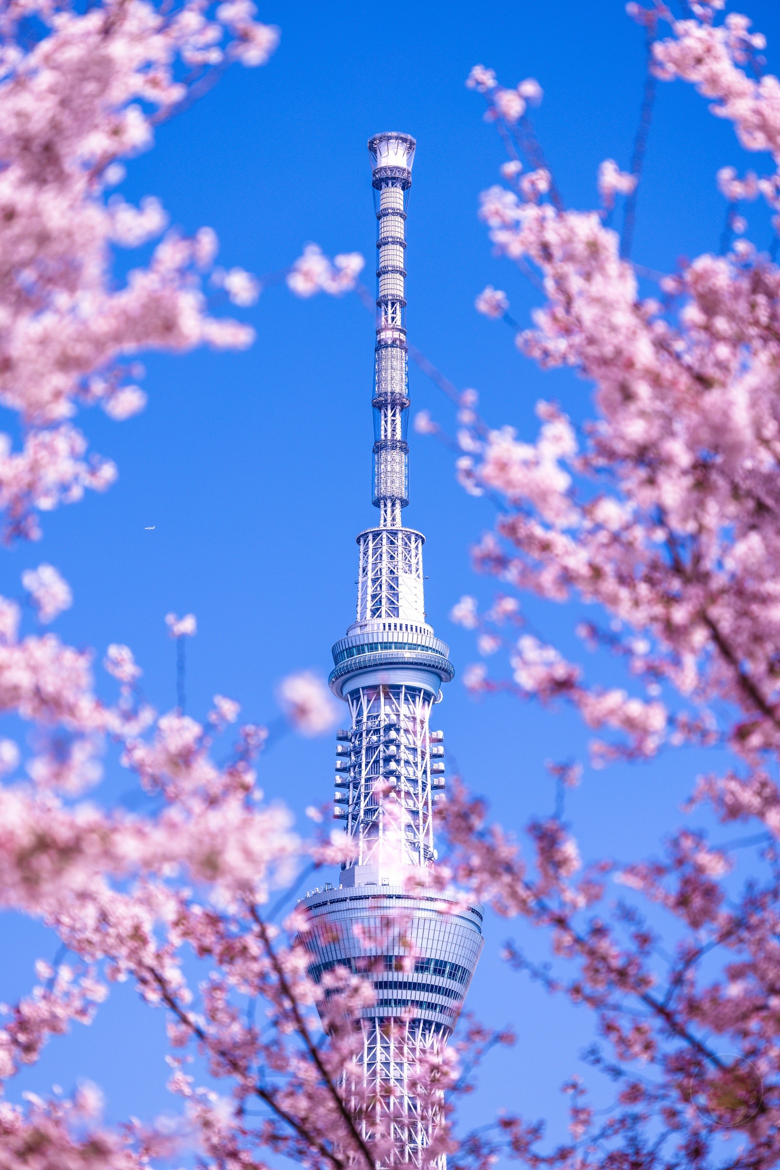 Sky Tree And Sakura Spring 2022 07