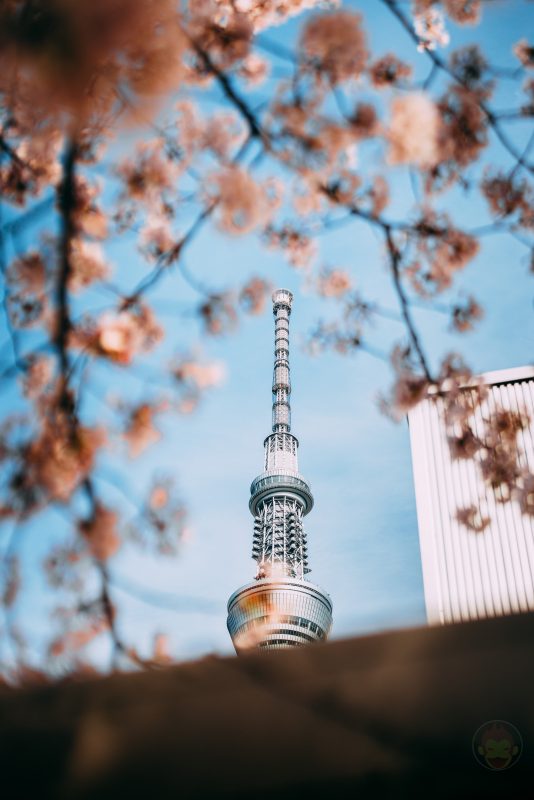 Sky-Tree-And-Sakura-Spring-2022-14.jpg