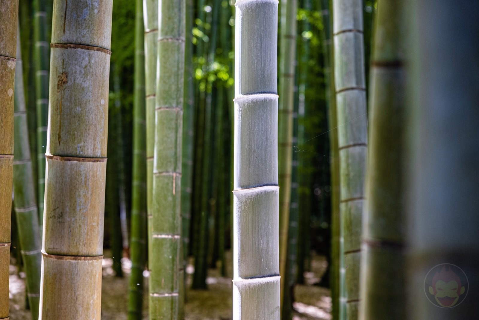 Kamakura Houkokuji Bamboo 01