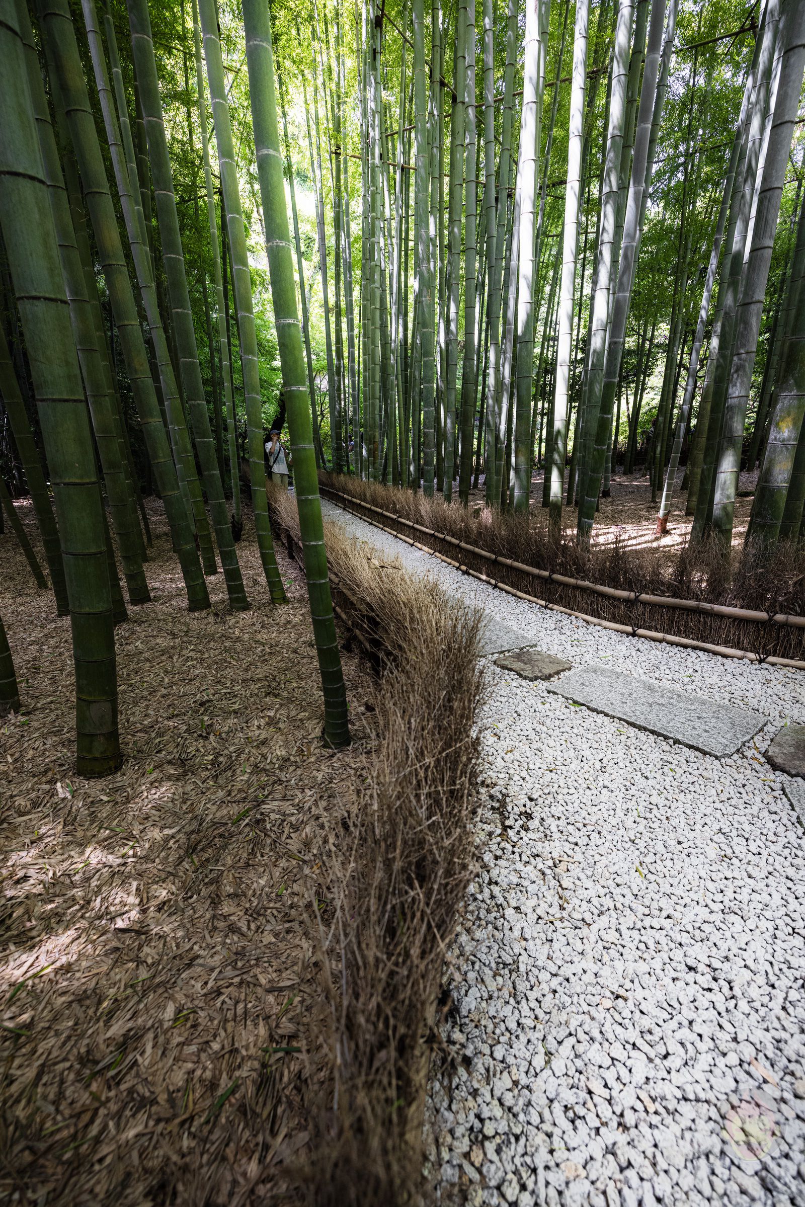 Kamakura Houkokuji Bamboo Forest and Macha tea 02