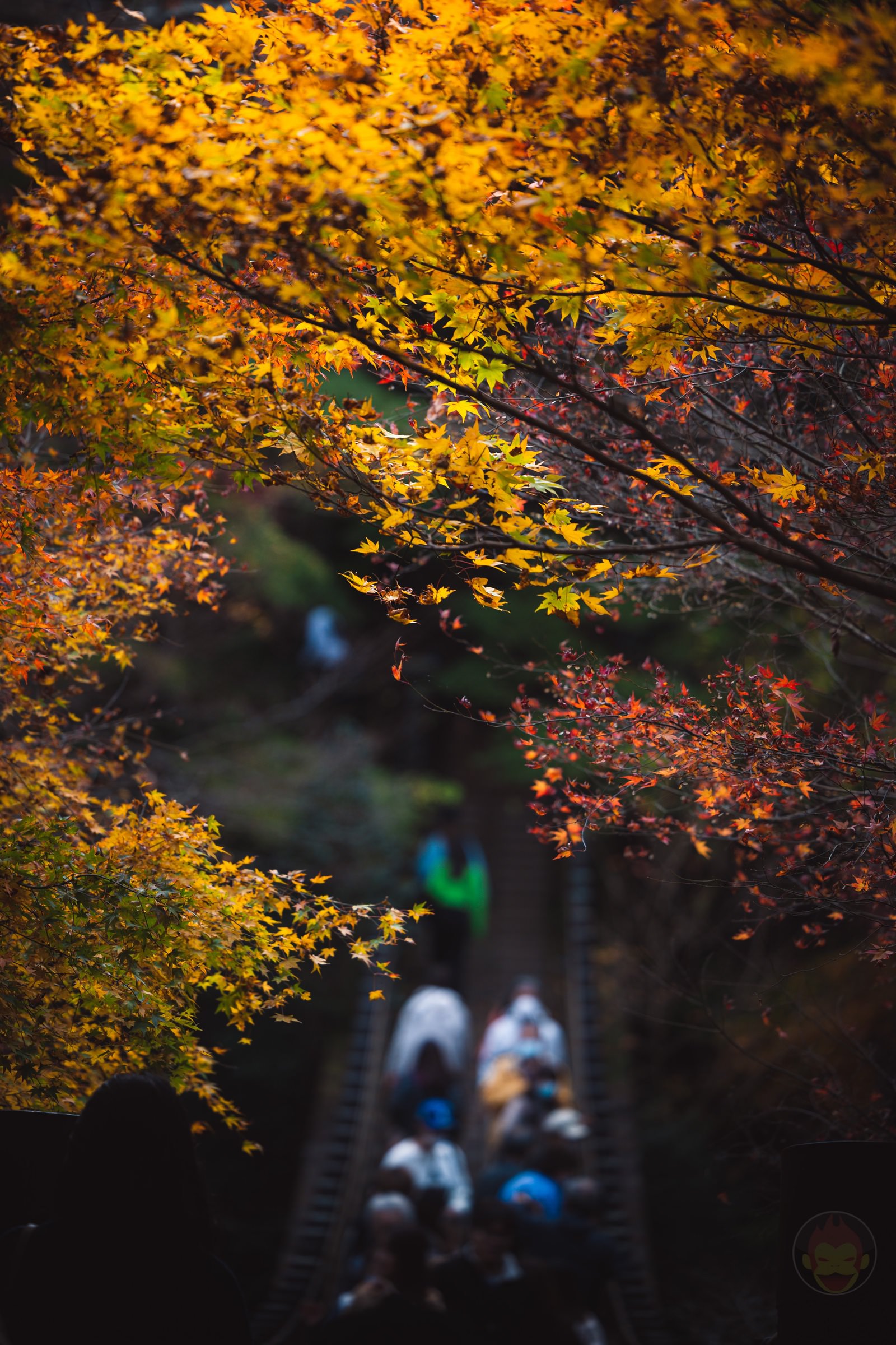 Shooting beautiful landscapes and autumn leaves around Guunma 15