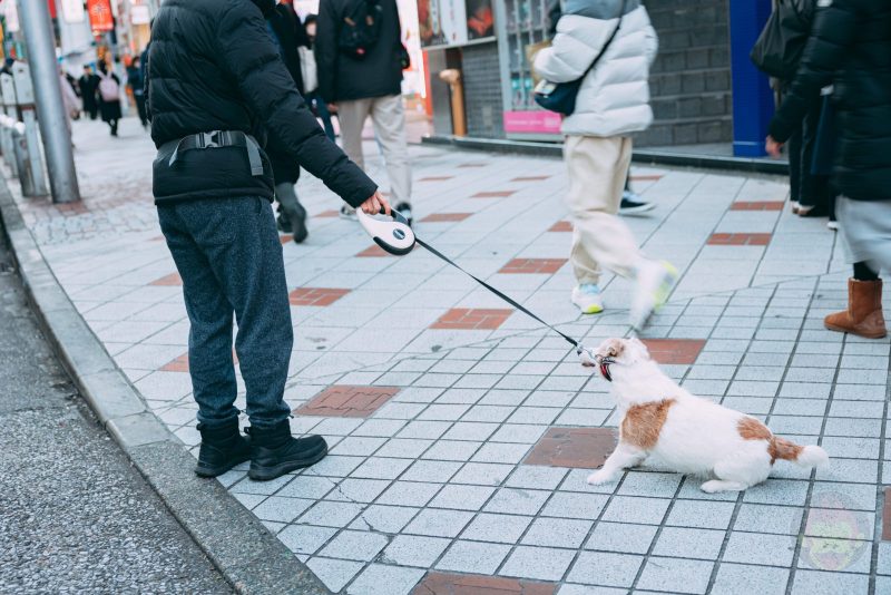 Shibuya-Dusk-and-Night-Street-Photography-with-canonr6markII-12.jpg