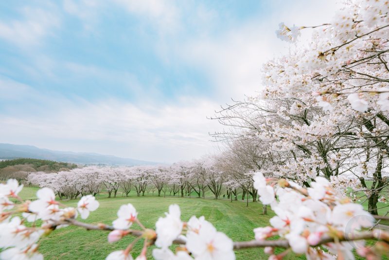 NASU-FARM-Village-Sakura-01.jpg