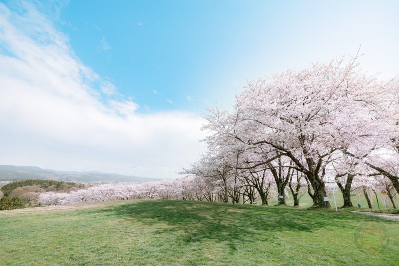 NASU-FARM-Village-Sakura-07-2.jpg