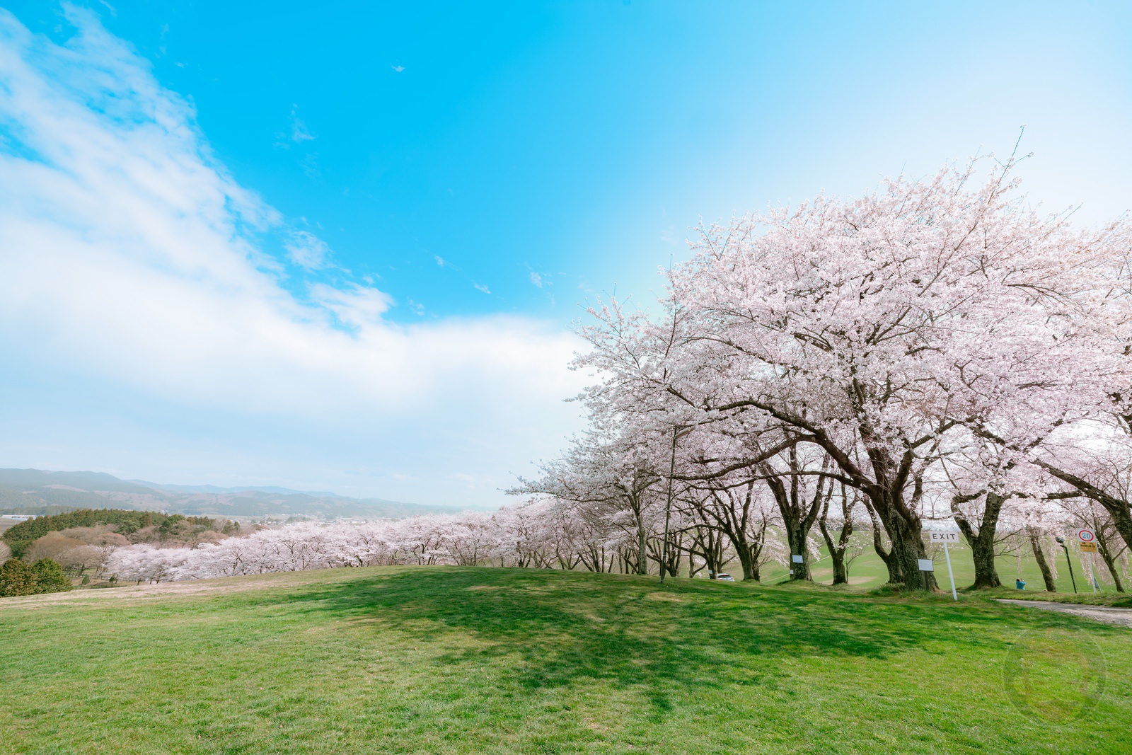 念願だったNASU FARM VILLAGEの桜を撮ってきた【EOS R3＋RF15-35 