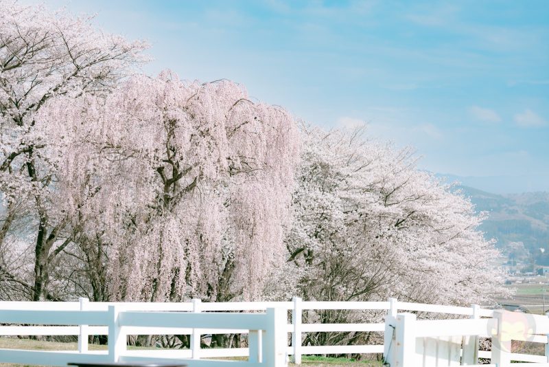 NASU-FARM-Village-Sakura-08.jpg