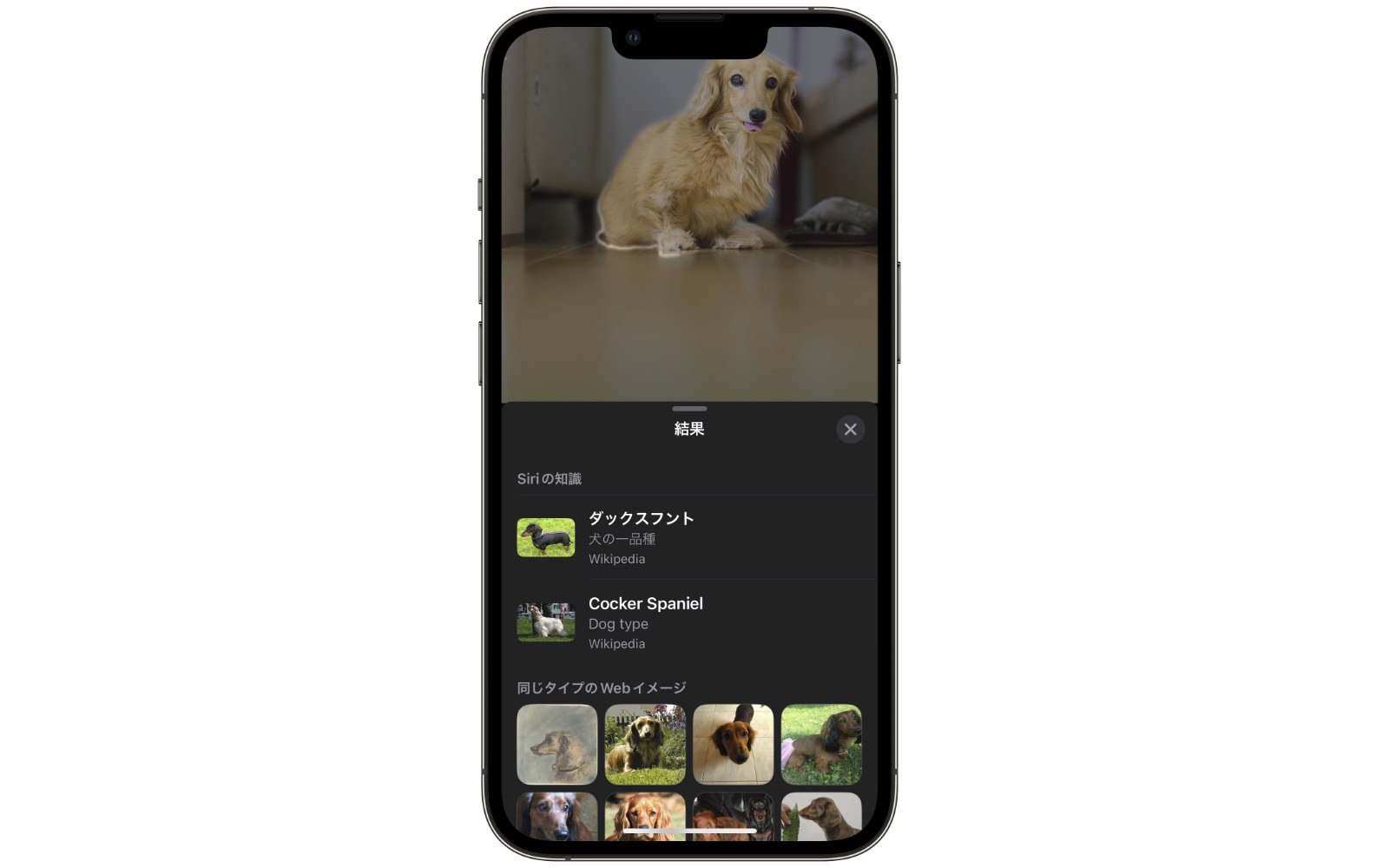 Ios17 dog recognition in photos
