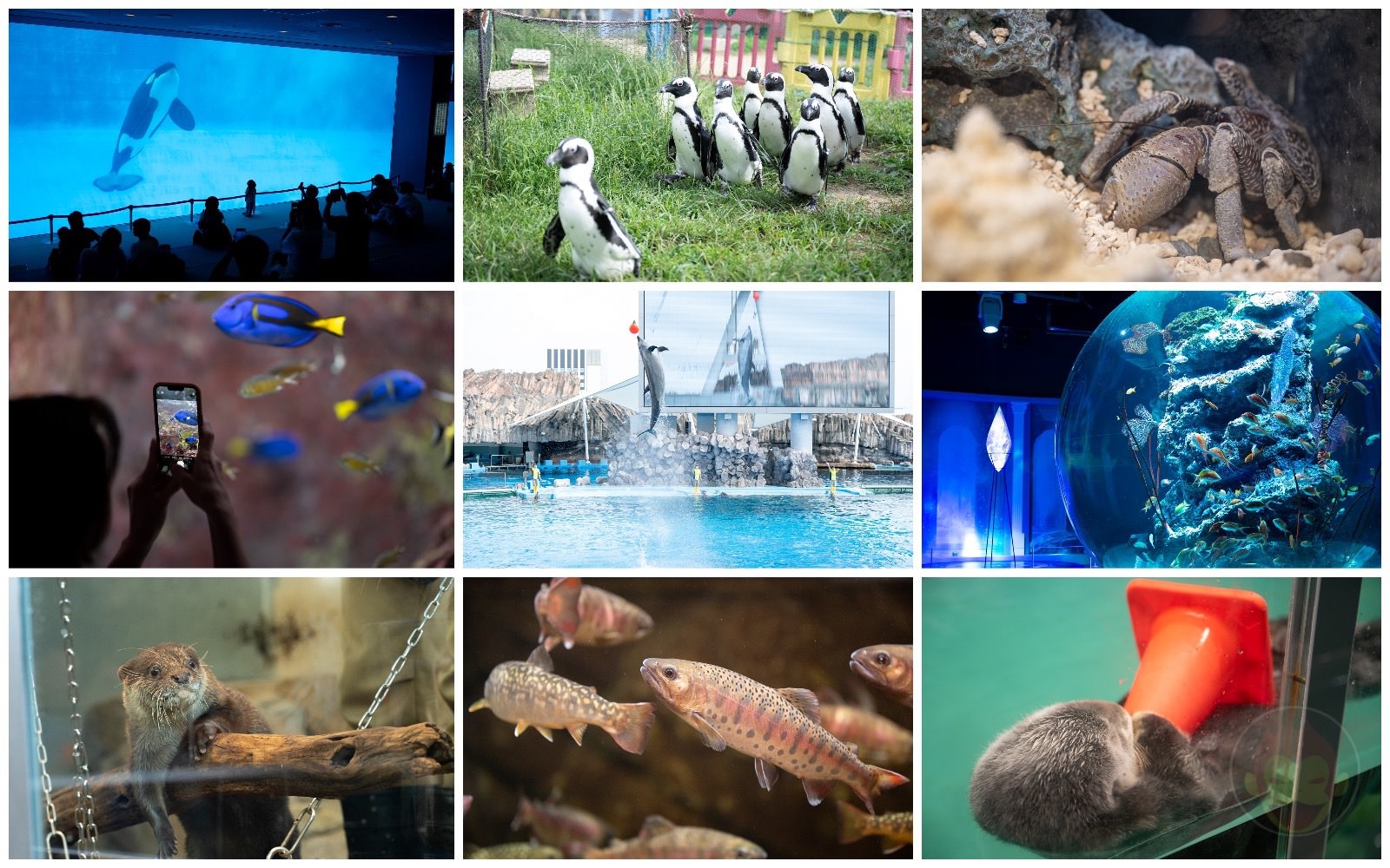Collage of Aquariums 1