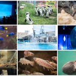 Collage-of-Aquariums.jpg