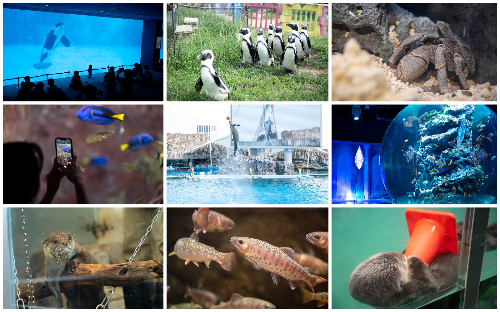 Collage-of-Aquariums.jpg