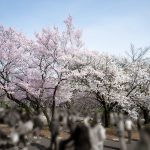 Sakura-Season-in-Japan-Using-Sendagaya-Gate-04.jpg