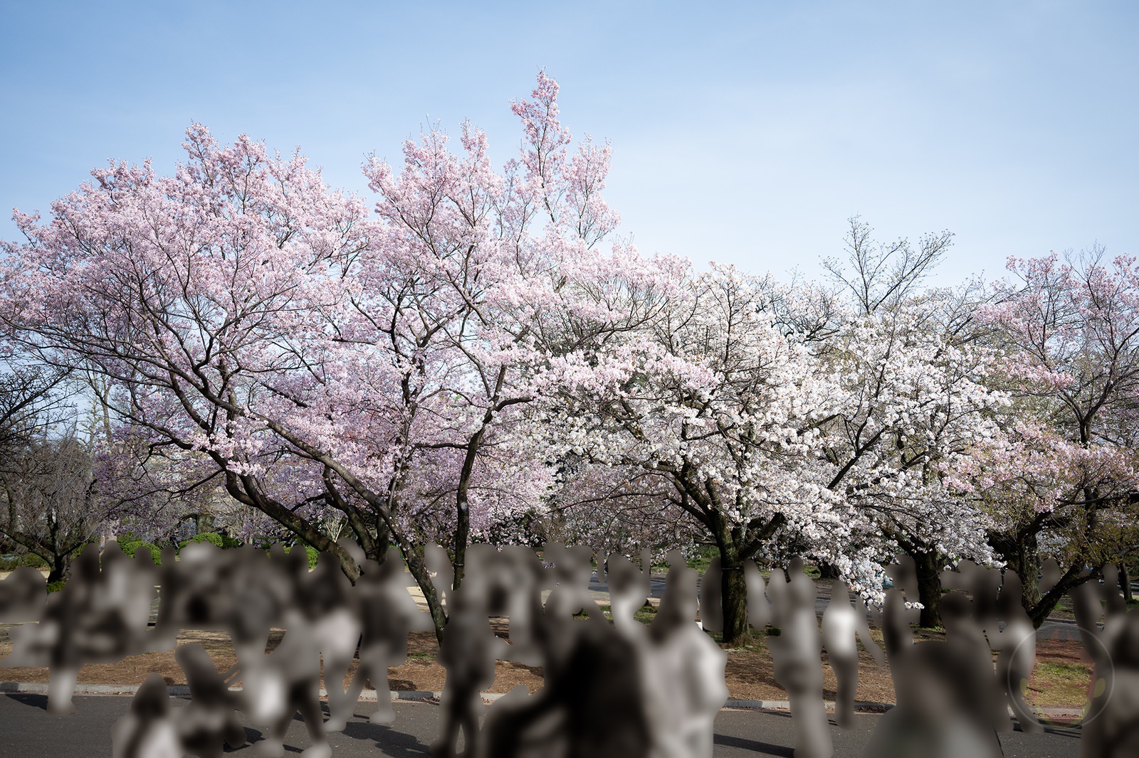 Sakura Season in Japan Using Sendagaya Gate 04
