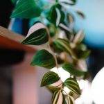 Fake-IKEA-plants-in-my-house-03.jpg