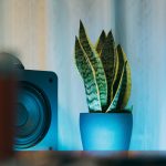 Sansevieria-for-my-room-01.jpg