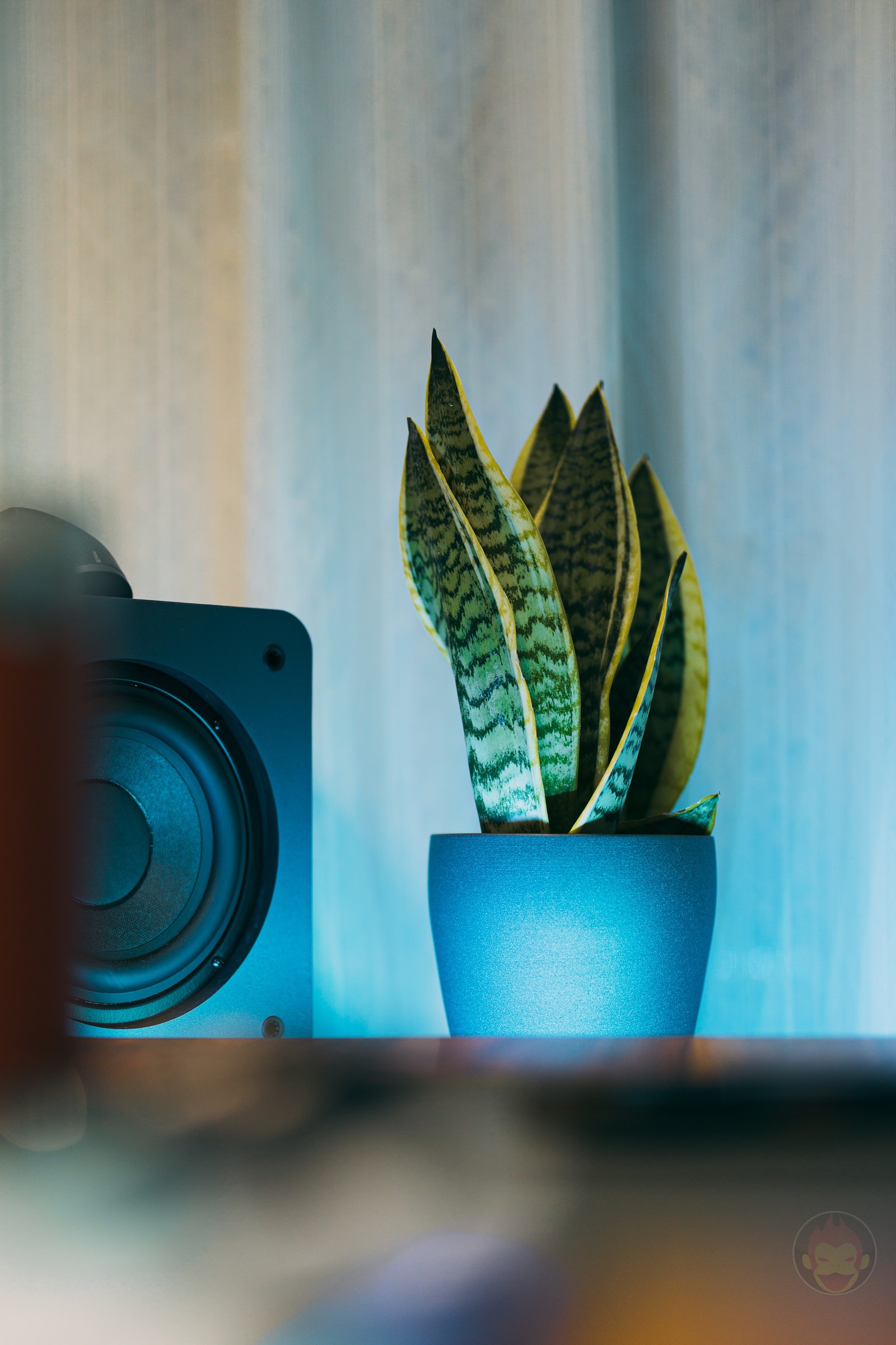 Sansevieria for my room 01.